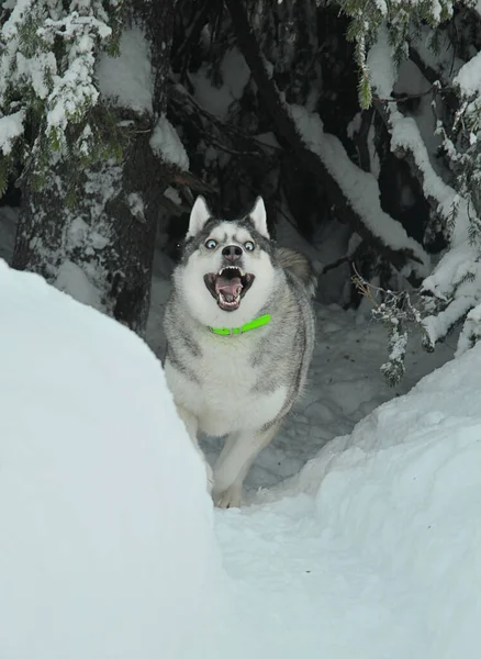 Chien Husky Sort Obscurité Dans Terreur — Photo