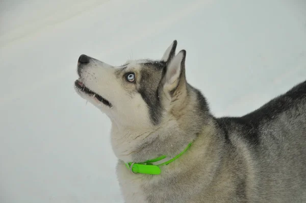 Husky Hond Kijkt Tegen Witte Sneeuw — Stockfoto