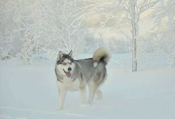 Husky dog runs through the white snow