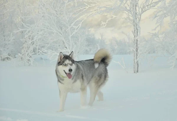 İri köpek beyaz karda koşar.