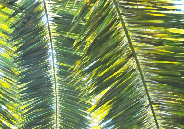 Sunlight Passes Green Leaves Date Palm — Stock Photo, Image