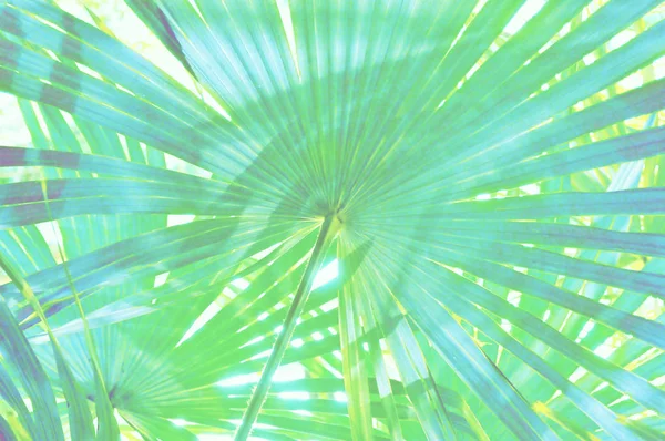 Sunlight Passes Tropical Leaves Palm Tree — Stock Photo, Image