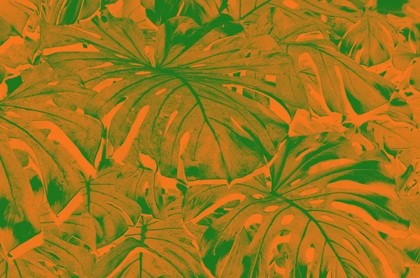 Foglie Arancioni Marroni Una Pianta Tropicale — Foto Stock