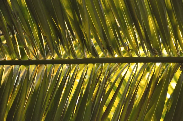 Feuille Verte Palmier Travers Laquelle Passe Lumière Soleil — Photo