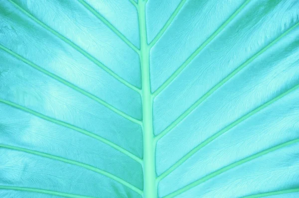 Grünes Blatt Einer Palme Nahaufnahme — Stockfoto