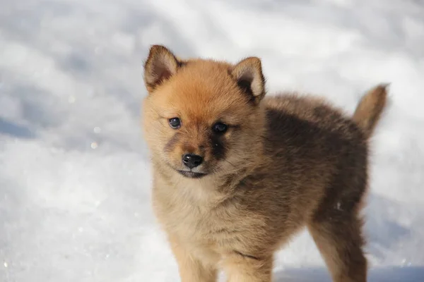 Kışın sokakta gezen küçük bir Karelo-Fince köpek yavrusu.