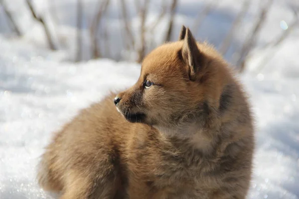 Kışın sokakta gezen küçük bir Karelo-Fince köpek yavrusu.