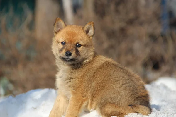 Kışın sokakta gezen küçük bir Karelo-Fince köpek yavrusu.