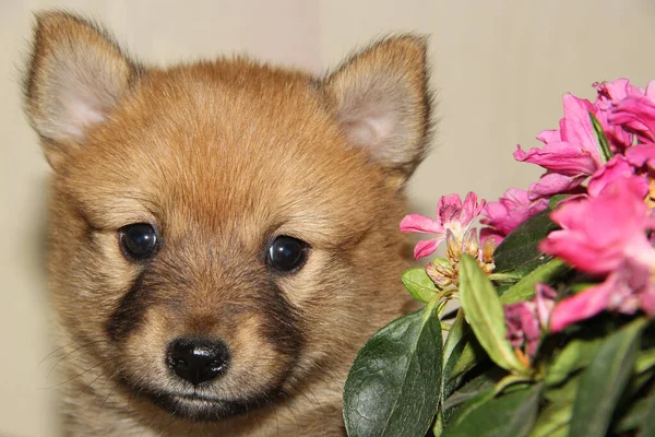 Küçük bir köpek yavrusunun portresi. Çiçeklerin yakınında.
