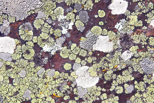 Background of lichens in a rock. — Stock Photo, Image