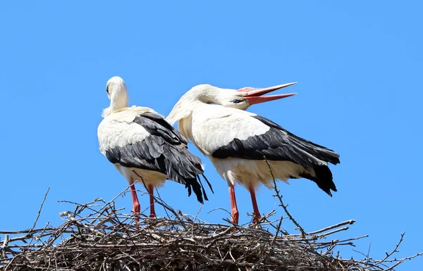 Couple of white storks (ciconia ciconia) in the nest. — Stock Photo, Image