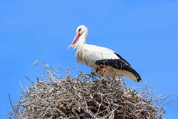 White stork (ciconia ciconia) in the nest. — Stock Photo, Image