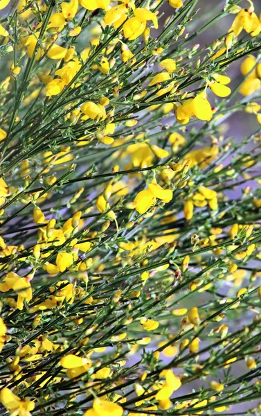 Fondo de escoba (Cytisus scoparius) en flor . —  Fotos de Stock