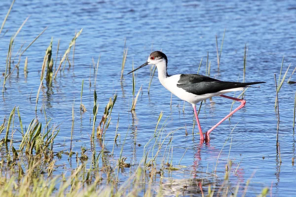 Black winged stilt (Himantopus himantopus). — Stock Photo, Image