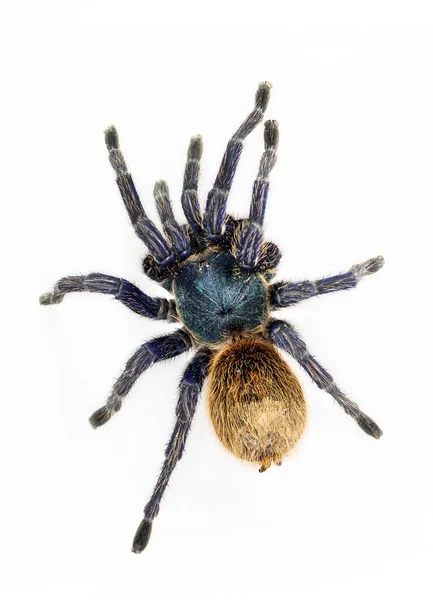 GreenBottle modré Tarantula (Chromatopelma cyaneopubescens). Stock Obrázky