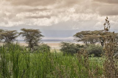 Tanzanya, Afrika 'daki Ngorongoro Krateri' nin güzel manzarası.