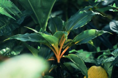 Ormanda yumuşak yeşil yapraklar