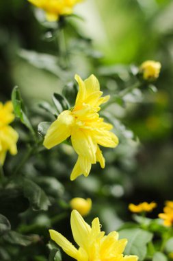 Sabahları sarı çiçek