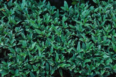 arka plan için yeşil yaprak deseni