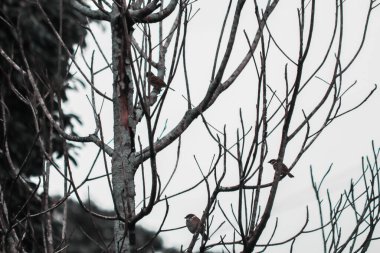 Serçeler eski bir ağaç dalına tünemiş.