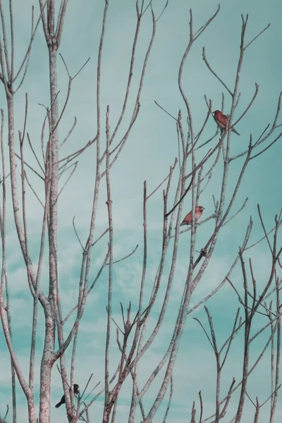 古い木の枝に落ちた雀 — ストック写真