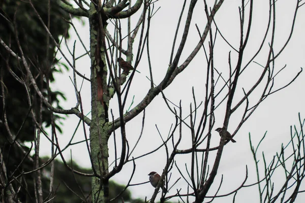 Gorriones Posados Una Vieja Rama Árbol — Foto de Stock