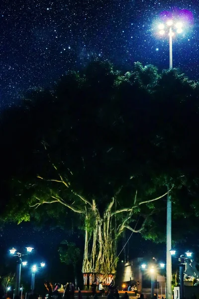 Árvore Banyan Sob Luz Das Estrelas Cidade — Fotografia de Stock