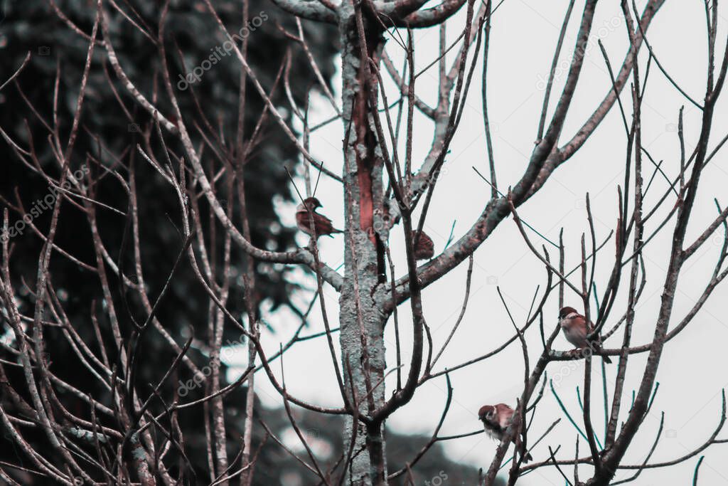 Sparrows perched on an old tree branch