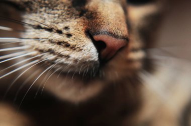 Kedi burun yakın çekim