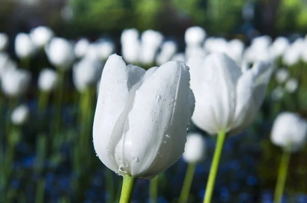 Białe tulipany z zielonych liści i łodygi — Zdjęcie stockowe