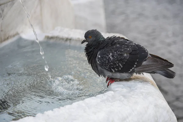 Thirsty pigeons drink water on a hot day at the fountain