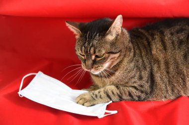 Evcil kedi ve cerrahi maske. Koronavirüsün yol açtığı COVID-19 hastalığı evcil hayvanlar için tehlikelidir.