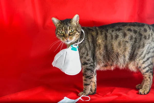 Domestic cat wearing surgical mask. Concept of COVID-19  disease caused by coronavirus is dangerous for pets