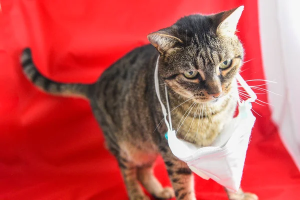 Gato Doméstico Con Máscara Quirúrgica Concepto Enfermedad Covid Causada Por Fotos de stock libres de derechos