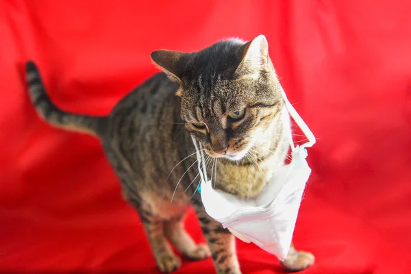 Domestic cat wearing surgical mask. Concept of COVID-19  disease caused by coronavirus is dangerous for pets