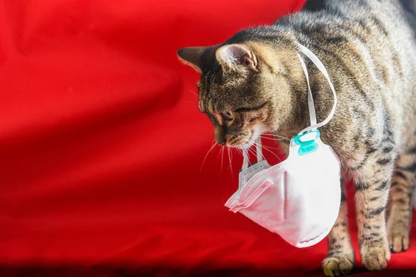Gato Doméstico Con Máscara Quirúrgica Concepto Enfermedad Covid Causada Por — Foto de Stock