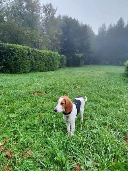 Nebliger Morgen Grünen Park Und Der Estnische Hundewelpe Spaziert — Stockfoto