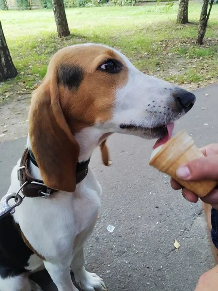 Red Dog Licks Ice Cream Red Hunting Dog — Stock Photo, Image