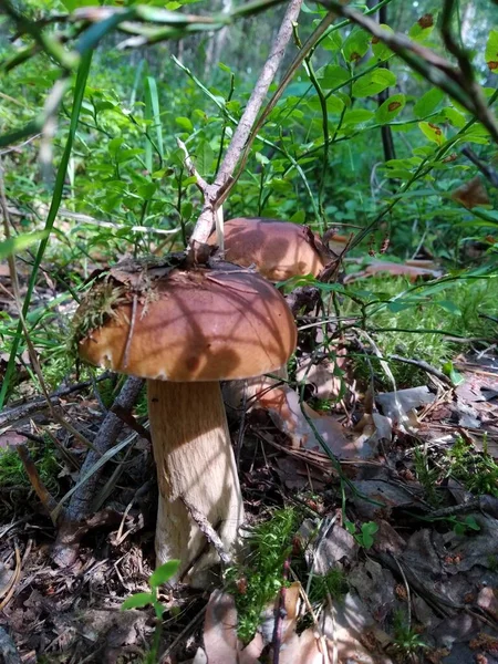 Porcini mushrooms in the forest in a clearing. Sunny forest and mushrooms. Great success.