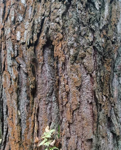 Natuurlijke Achtergrond Pine Bark — Stockfoto