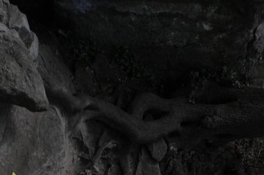 Güçlü ağaç kökleri dağın derinliklerine doğru iniyor.