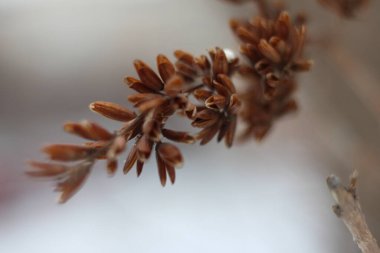 Parlak renkli bir mücevherin bulutlu arka planı