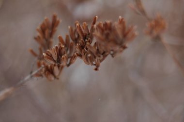 Kışın arka planda koyu altın rengi kurumuş çiçek.