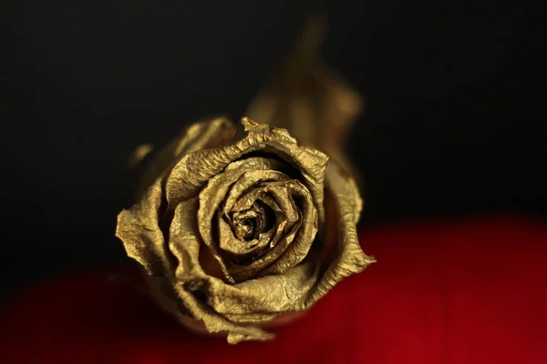 Τριαντάφυλλο Καλυμμένο Χρυσό Σκούρο Φόντο — Φωτογραφία Αρχείου