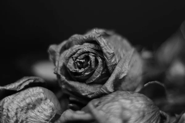 black and white photo of a faded rose on a dark background