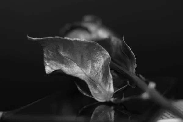 Μαύρο Και Άσπρο Φόντο Για Ένα Τριαντάφυλλο Αντανακλάται Στο Γυαλί — Φωτογραφία Αρχείου