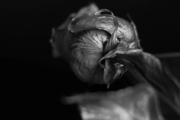 Černobílý Portrét Růže Hledící Dálky — Stock fotografie
