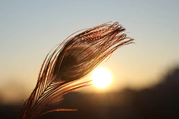 feather in the dawn light