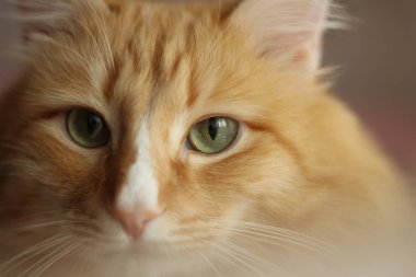 Yeşil gözlü, kırmızı tüylü bir kedinin ağızlığı.