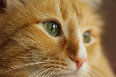 Yeşil gözlü, kırmızı tüylü bir kedinin ağızlığı.